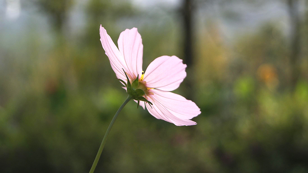 在重庆-2011深秋扫片