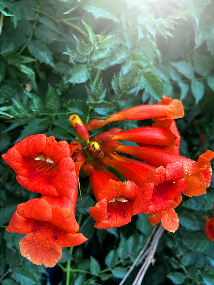 刘勇良手机纪实摄影:凌霄花开红艳艳