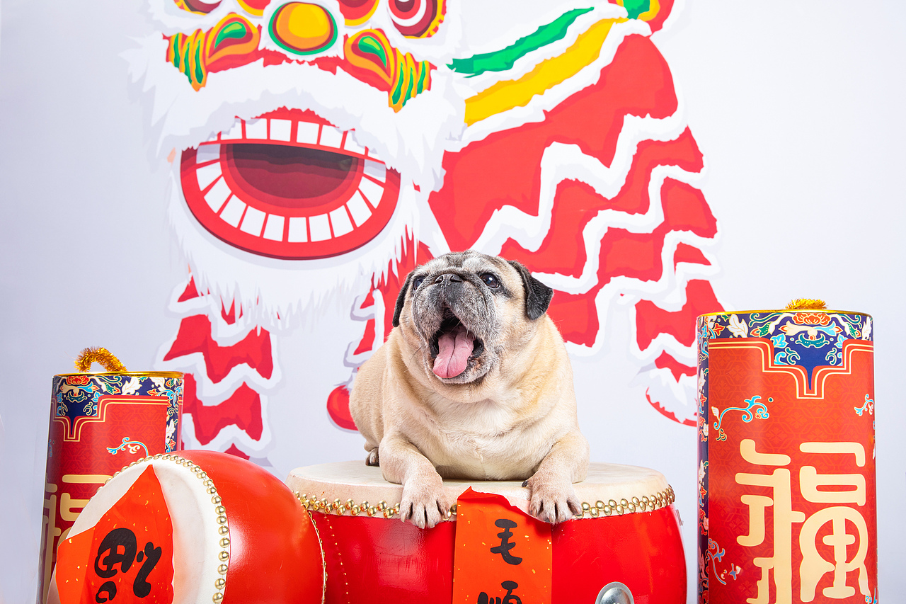 宠物摄影/宠物肖像/华南宠物展