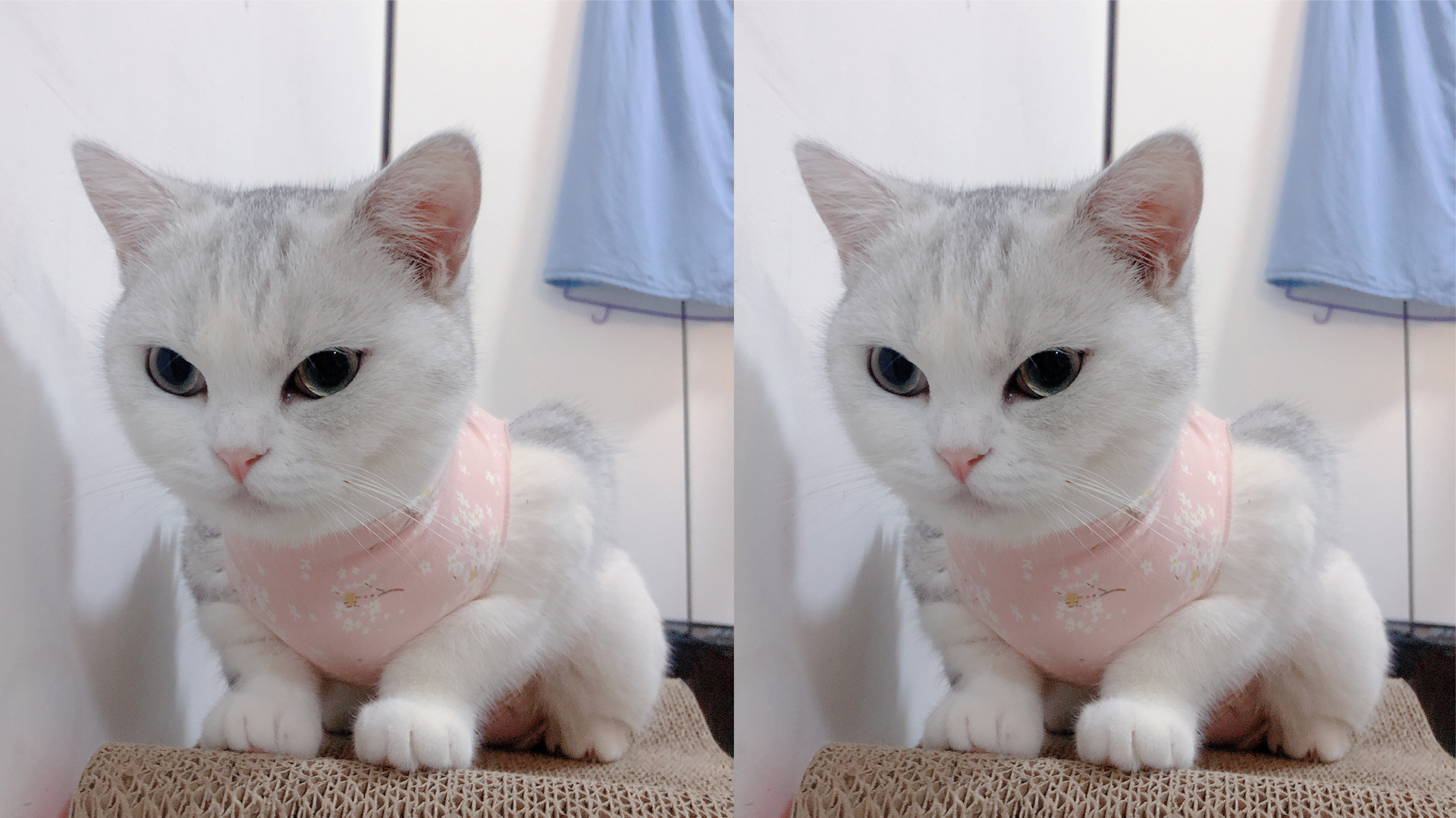 DestinyX的個人主頁（封面預覽） - 主頁封面設置 - 站酷設計師DestinyX原創(chuàng)素材 - 站酷ZCOOL