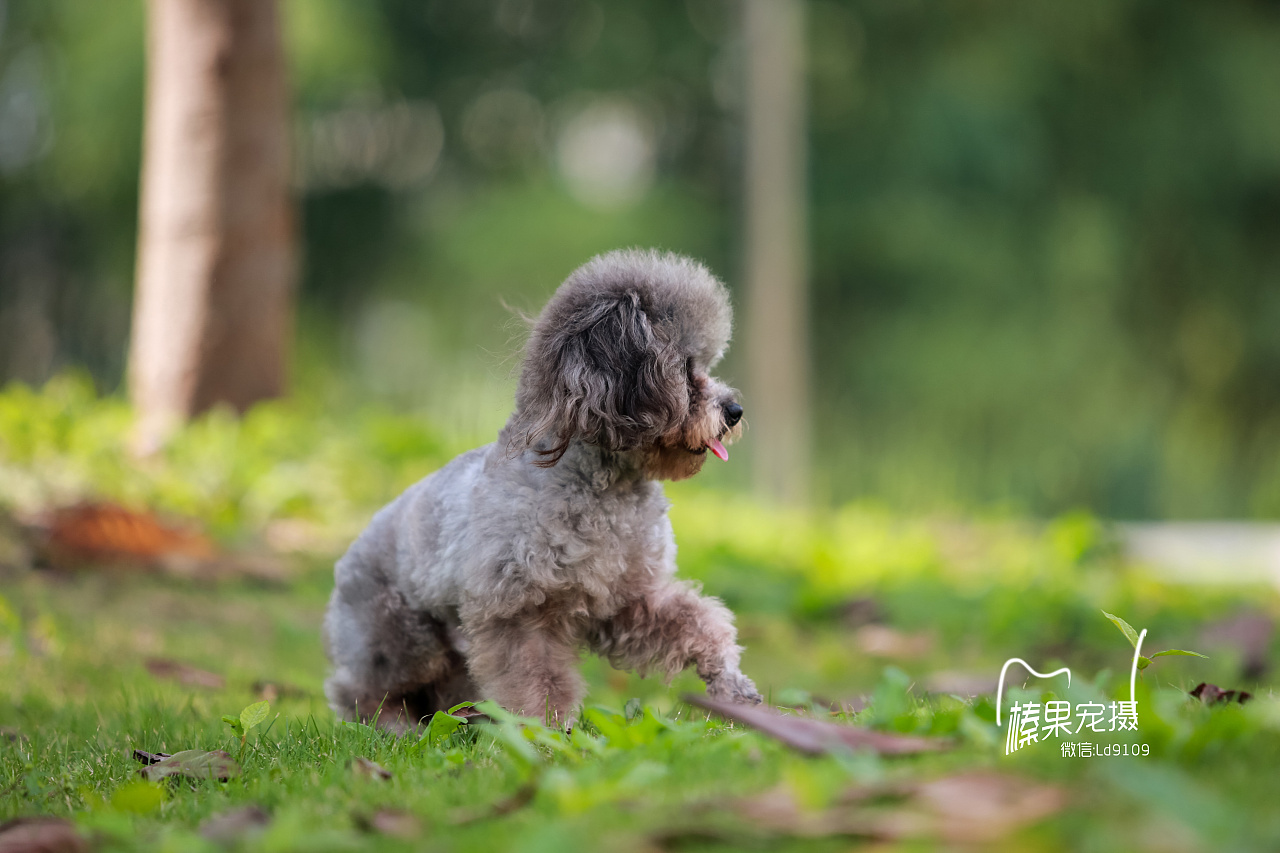 客片,灰色泰迪悠悠, 胆子太小,状态不太好