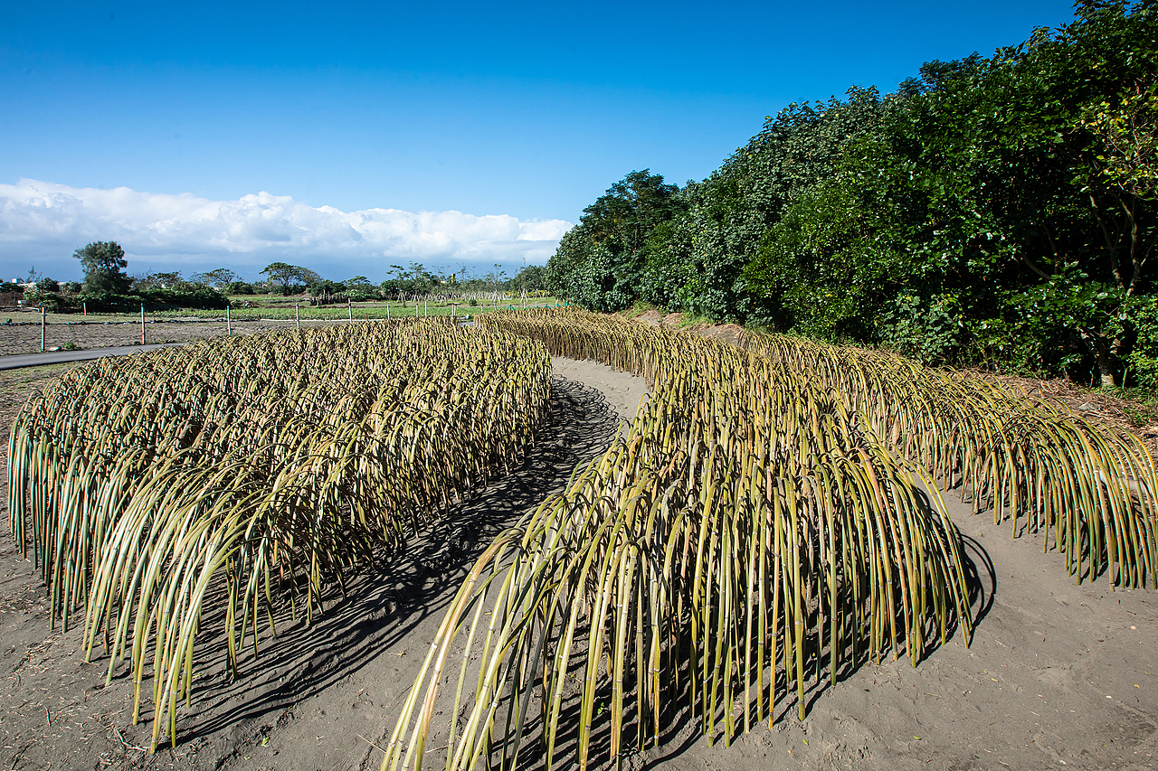 地景藝術《風的季節》（图ZMjQyNTc3MjYw） - 实验艺术 - 站酷设计师林靖格原创素材 - 站酷ZCOOL