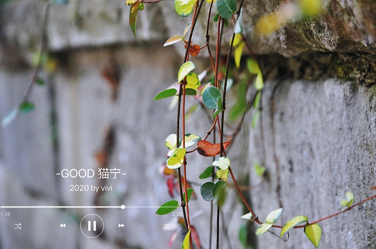 摄影作品4-花草/雨露