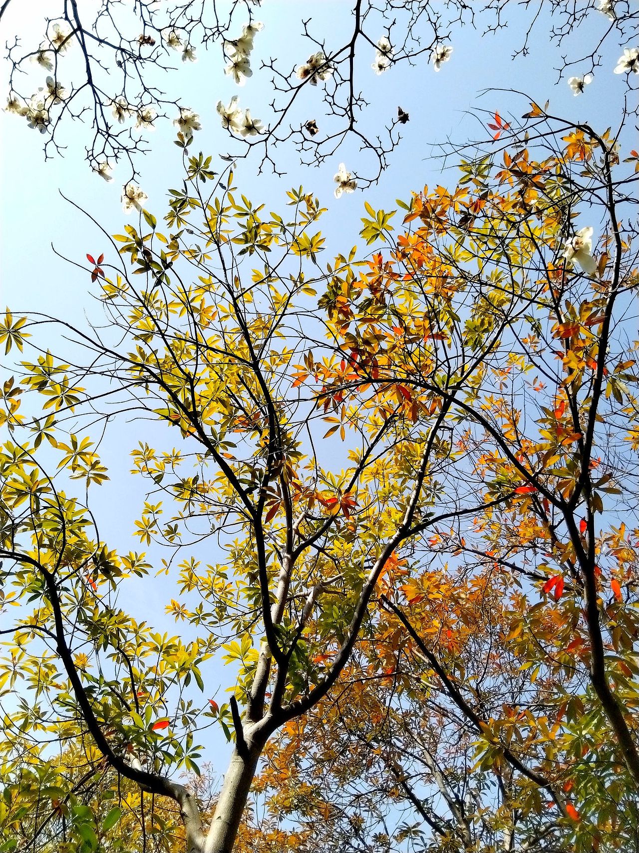 3月实拍！宝山.虎林园（图ZMzY0ODMzMjU2） - 风光摄影 - 站酷设计师东逛西摄原创素材 - 站酷ZCOOL