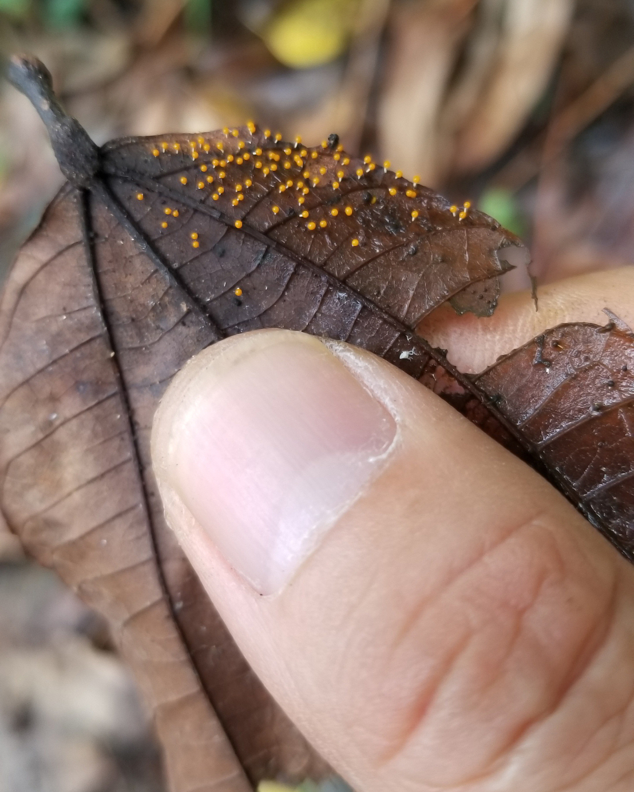 微小的【黏菌】世界 大自然的鬼斧神工（图ZMTU0ODY3NDc2） - 风光摄影 - 站酷设计师瓜哥微距摄影原创素材 - 站酷ZCOOL