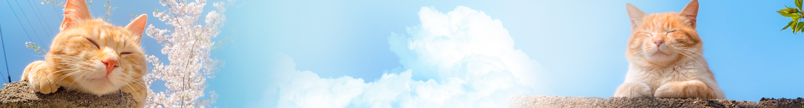 改的网名都忘了的个人主页（封面预览） - 主页封面设置 - 站酷设计师改的网名都忘了原创素材 - 站酷ZCOOL