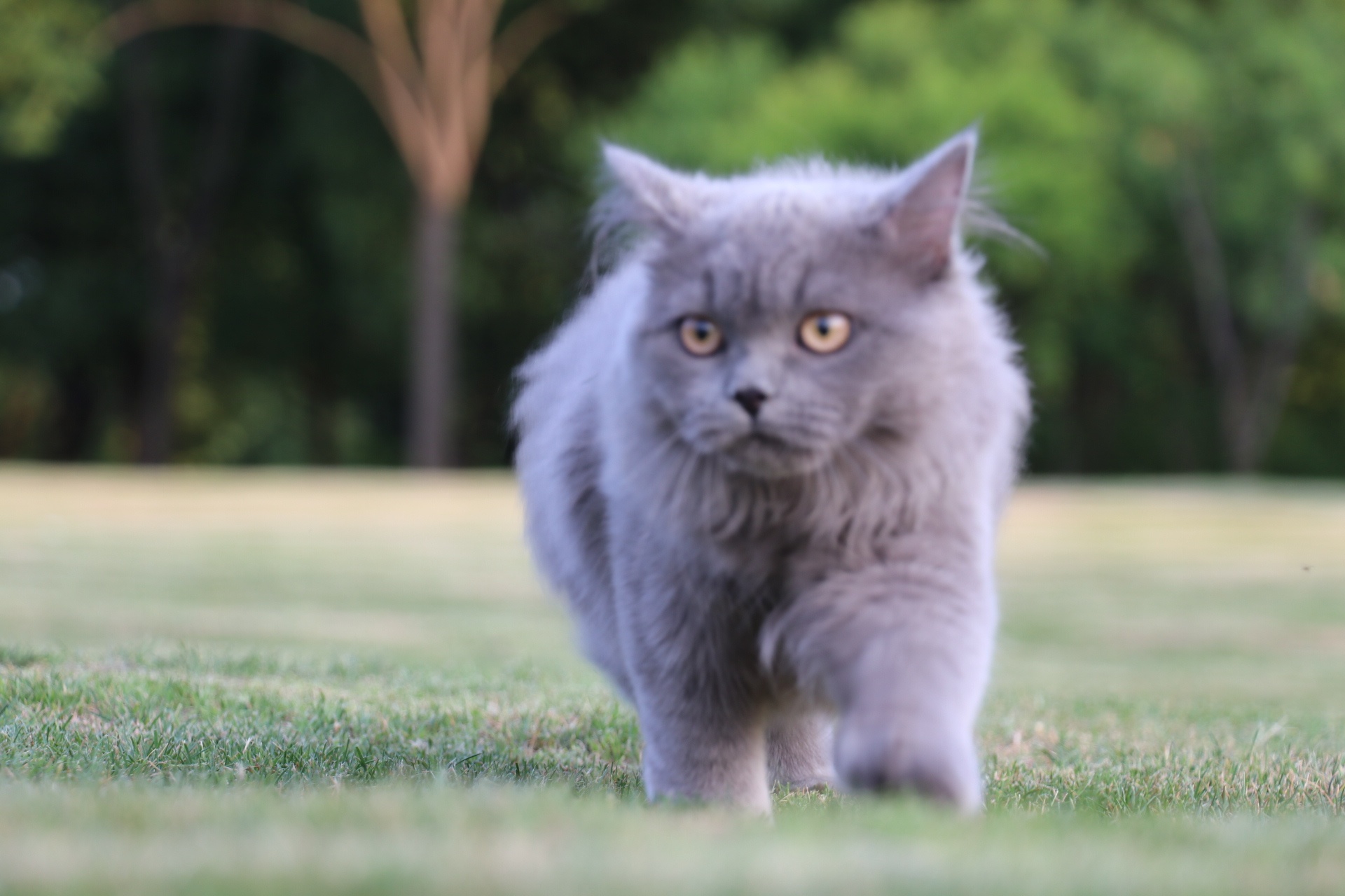 沐米宠物 英短蓝猫 蓝猫 高地长毛猫|摄影|动物|沐米猫舍 - 原创作品 - 站酷 (ZCOOL)