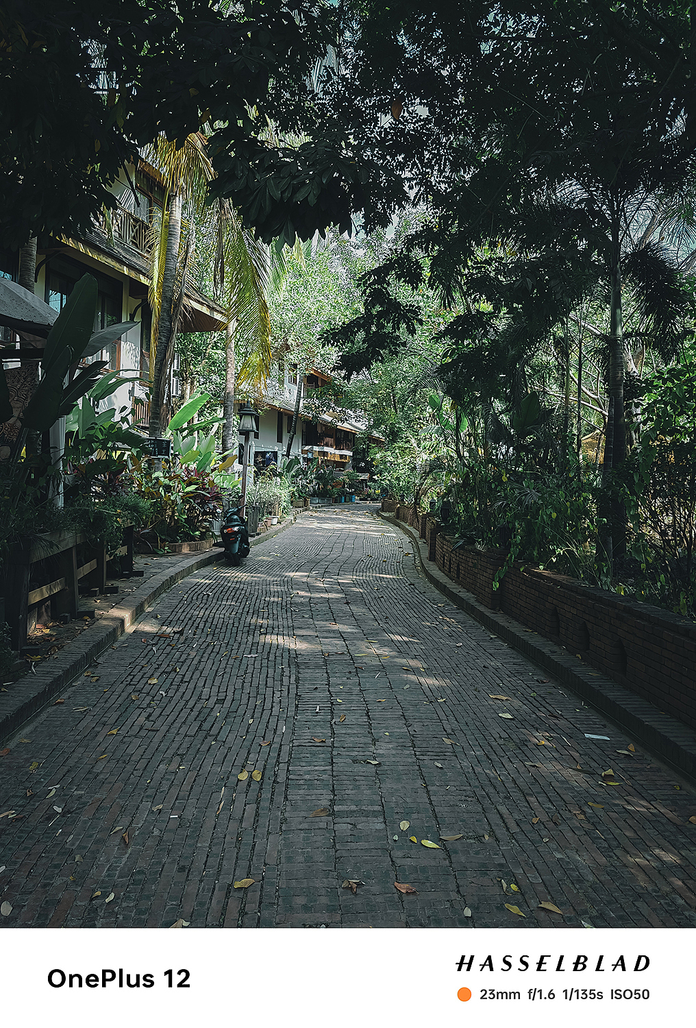 OnePlus 12｜总有一个冬季要留给西双版纳（图ZMzYxNTE2NjQ0） - 风光摄影 - 站酷设计师图龙摄影原创素材 - 站酷ZCOOL