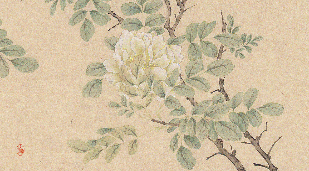 白蔷薇画法图片