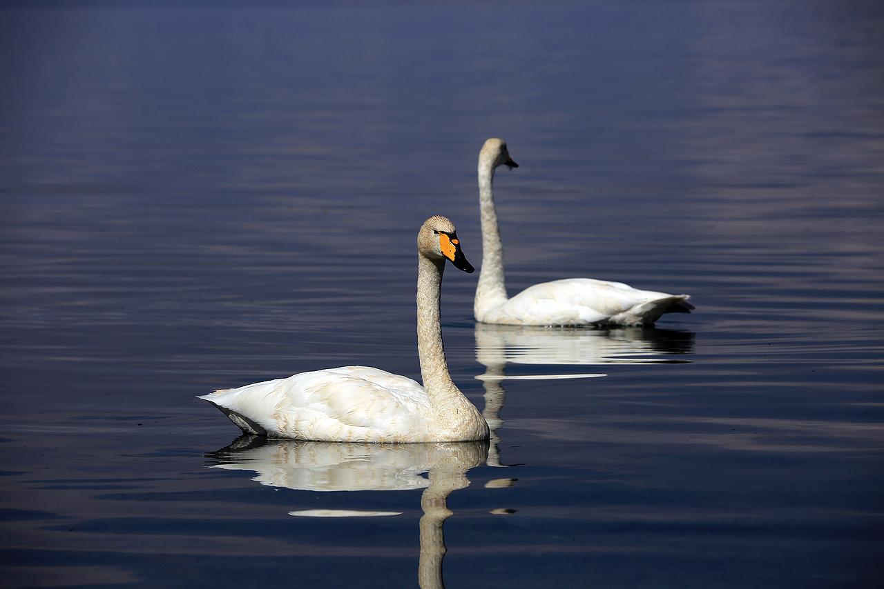 大西洋最后的眼泪——赛里木湖