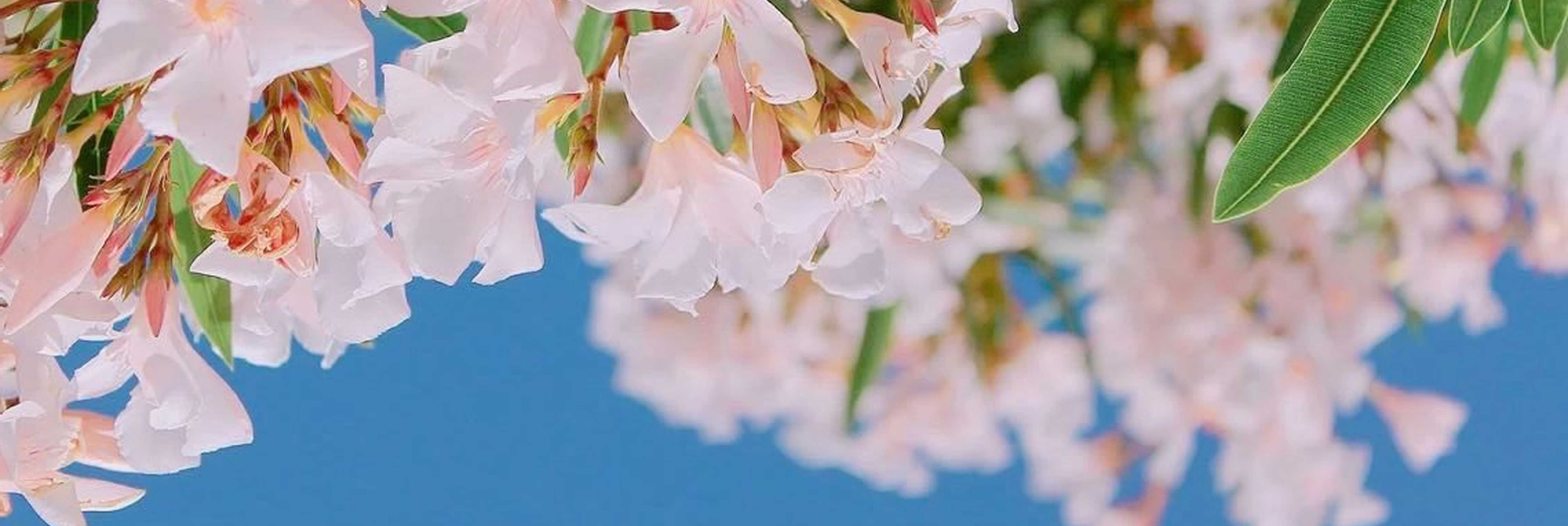 我是麻酱啊的个人主页（背景预览） - 主页背景设置 - 站酷设计师我是麻酱啊原创素材 - 站酷ZCOOL