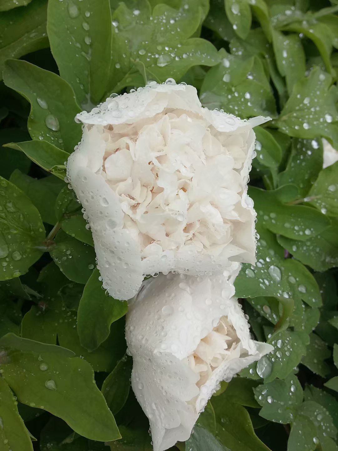 春风拂过，细雨连绵，牡丹花开（图ZMTU3OTE2MjA4） - 产品摄影 - 站酷设计师Z43899112原创素材 - 站酷ZCOOL