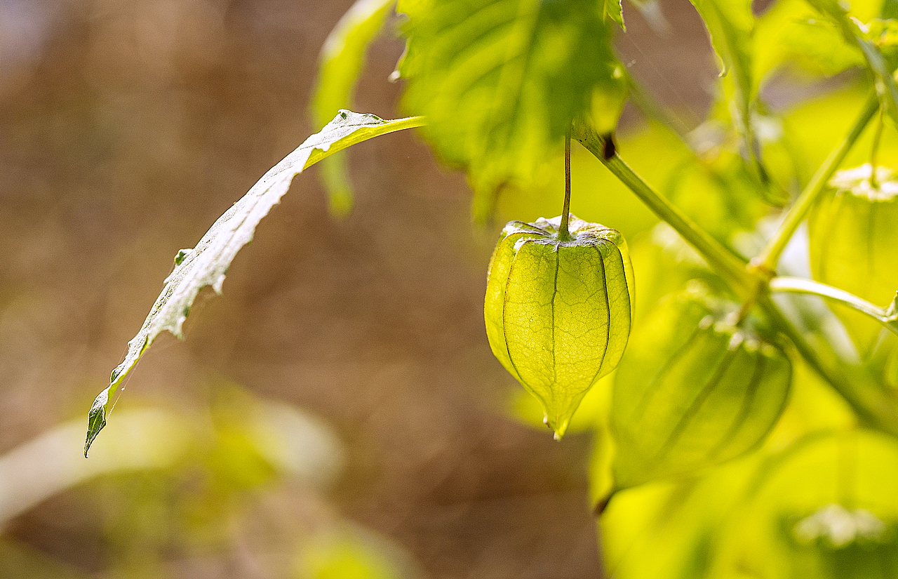 绿意盎然灯笼果（图ZMTg4ODk2ODQ0） - 风光摄影 - 站酷设计师大侠彭娜娜原创素材 - 站酷ZCOOL