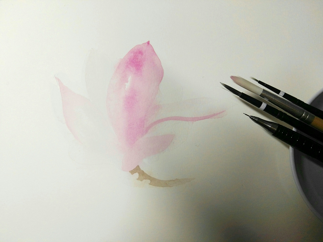 花卉习作小稿-二乔玉兰