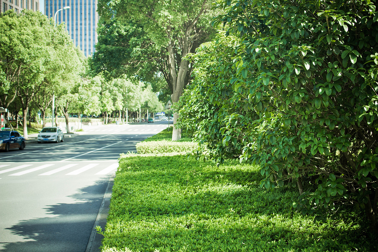 摄影入门路程-聚贤路 沿街绿化景观
