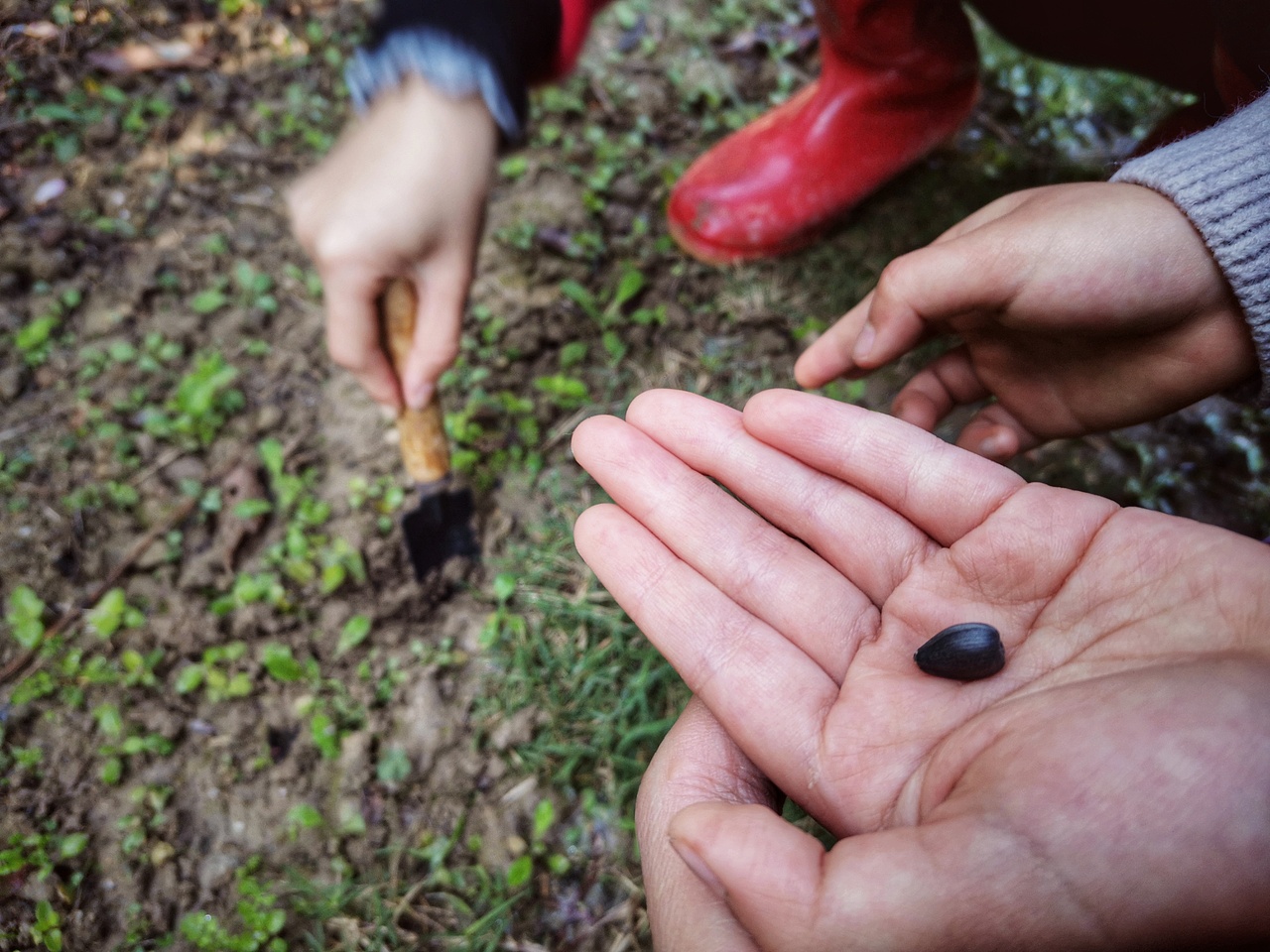 向日葵已开（图ZMjg0NDk1MjAw） - 风光摄影 - 站酷设计师治愈的花园原创素材 - 站酷ZCOOL