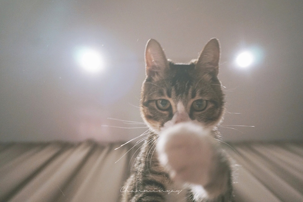 猫猫请看我·一