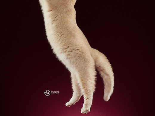 小猫的动态肖像写真
