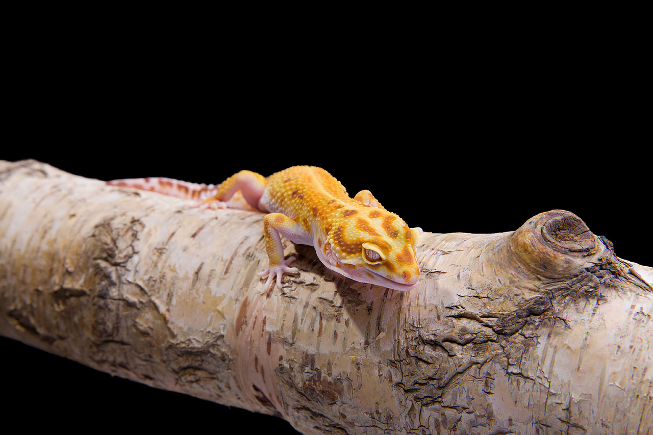 守宫志我们守宫都是大眼睛