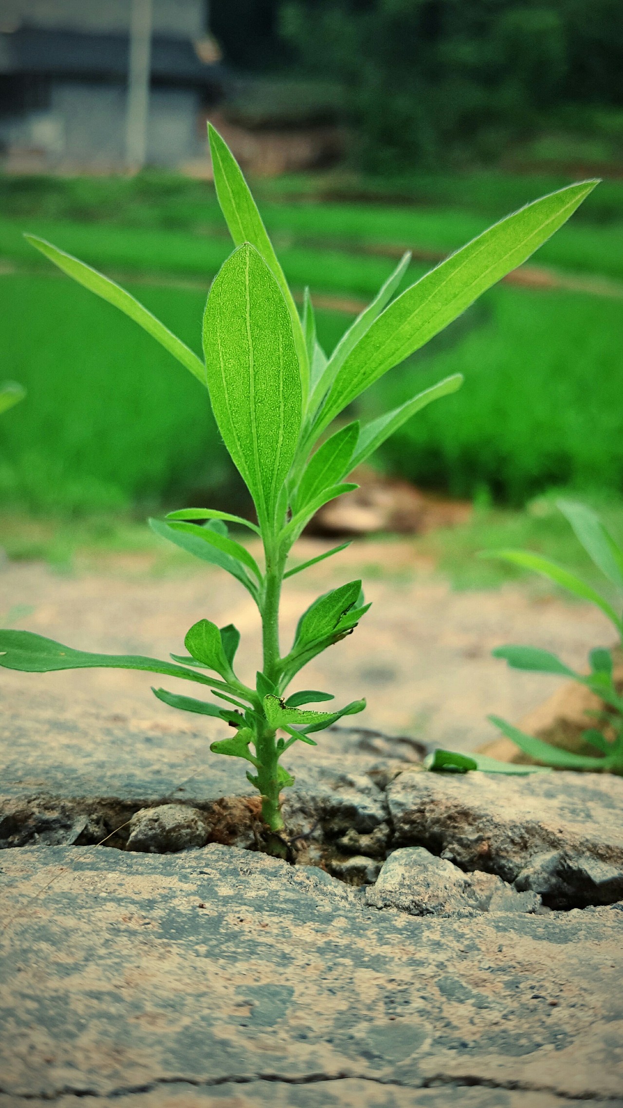 【手机摄影】春夏1920x1080手机壁纸分享