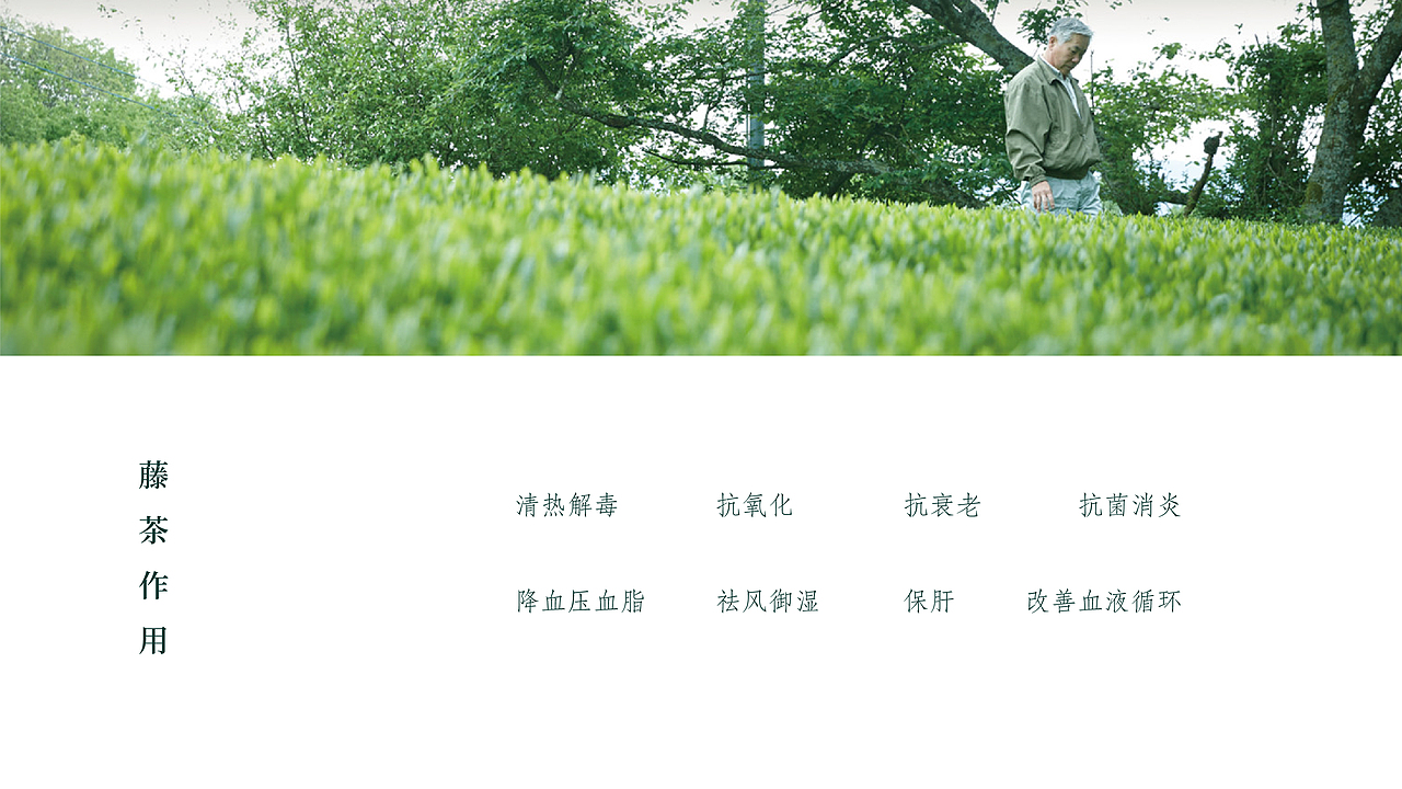 藤茶面膜（图ZMTk3NjU1ODA0） - 包装 - 站酷设计师一颗摇头晃脑的粽原创素材 - 站酷ZCOOL