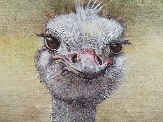 圓珠筆鴕鳥(niǎo)小姐（個(gè)人主頁(yè)-ZMTIzNTExMjQ=） - 繪畫(huà) - 站酷設(shè)計(jì)師向日葵1984原創(chuàng)素材 - 站酷ZCOOL