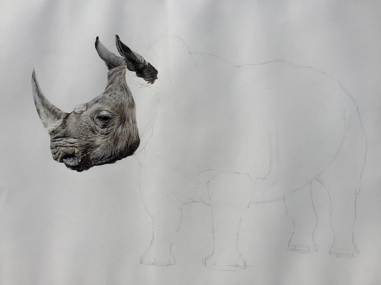 写实彩铅画犀牛
