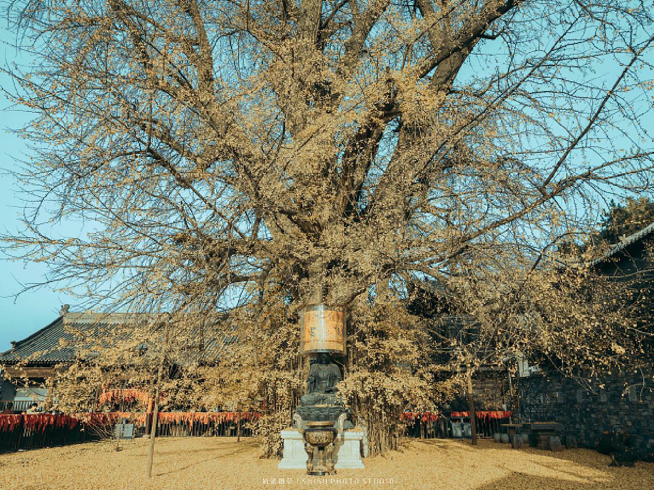 【古观音禅寺的千年银杏树摄影图片】风光摄影_永远的雪山_太平洋电脑网摄影部落