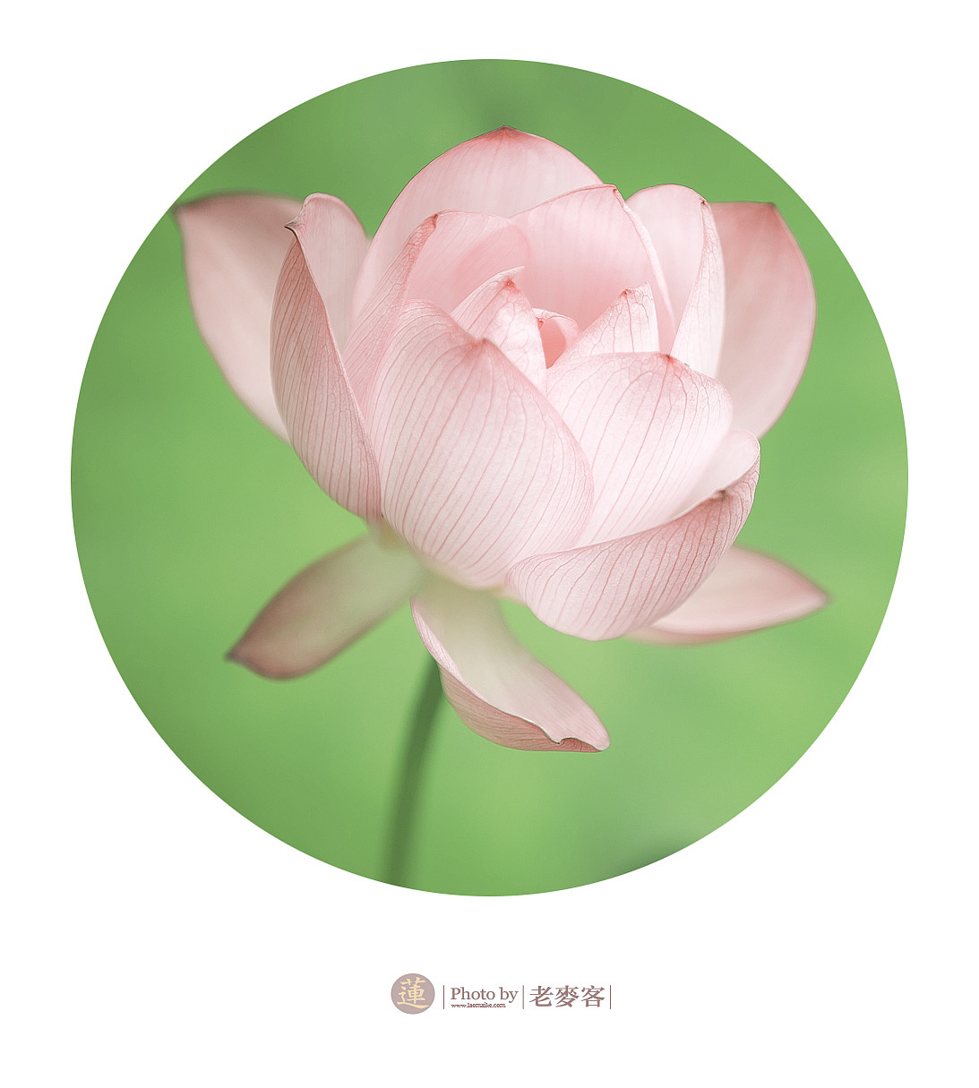 《莲》201406（图ZMTcyNjUyOTI=） - 风光摄影 - 站酷设计师laomaike原创素材 - 站酷ZCOOL