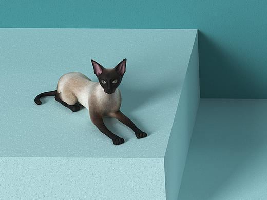 猫砂盆