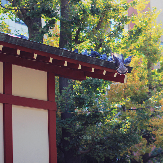 一路往东,拍在日本