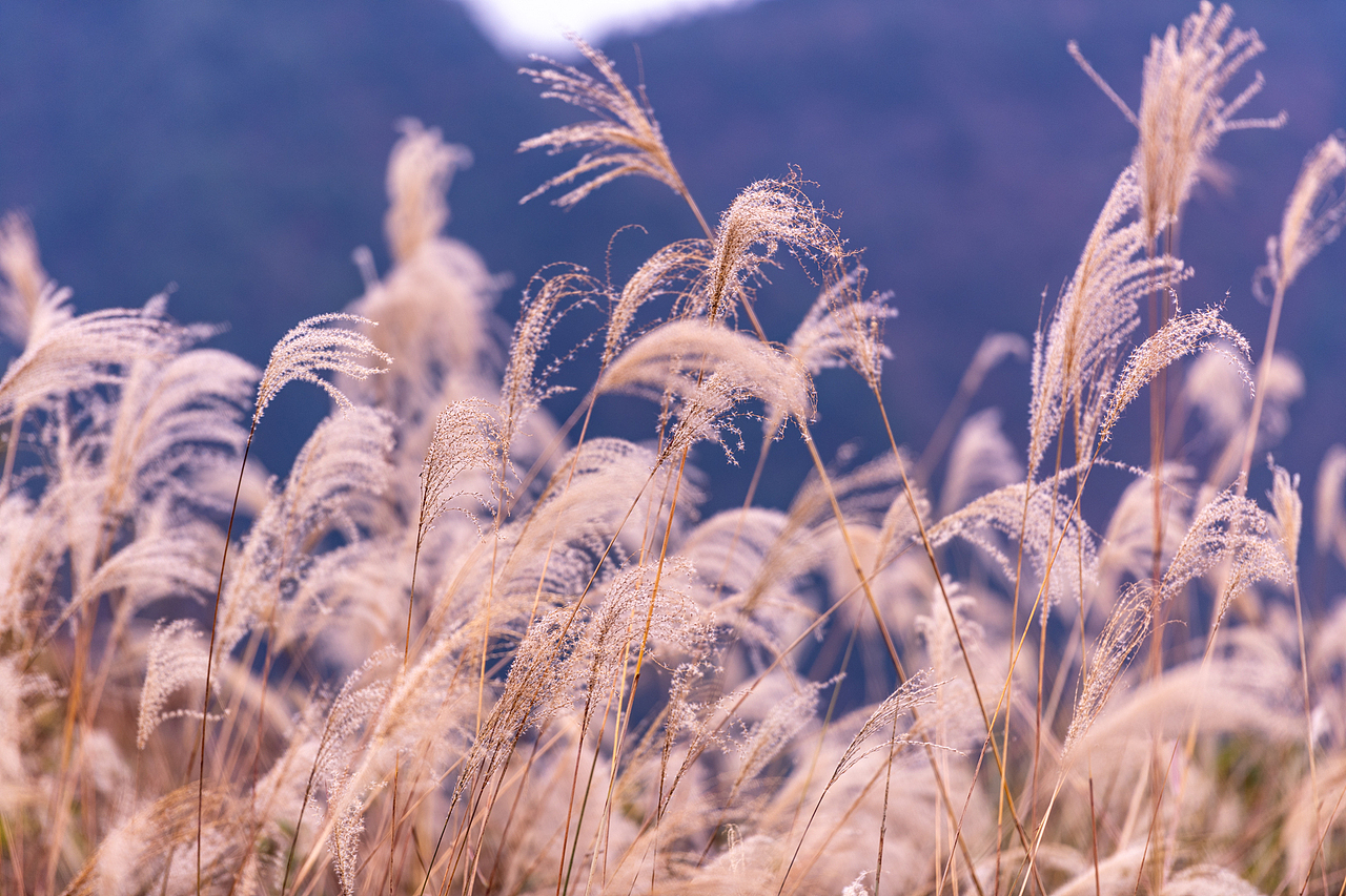 蘆花開的季節(jié)（圖ZMjc5Mjk5NzE2） - 風光攝影 - 站酷設計師游在外面的魚原創(chuàng)素材 - 站酷ZCOOL