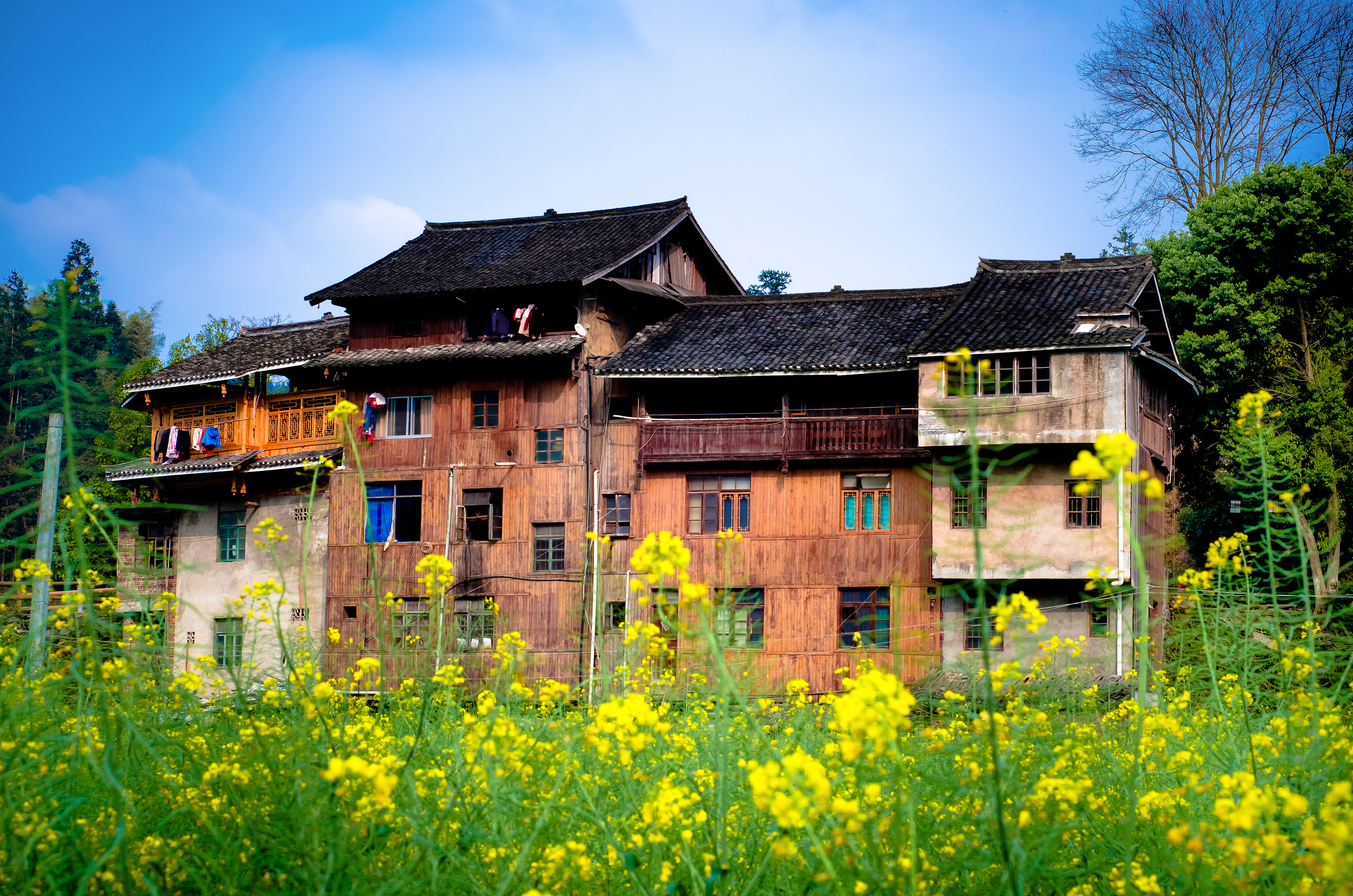 油菜花前的房子