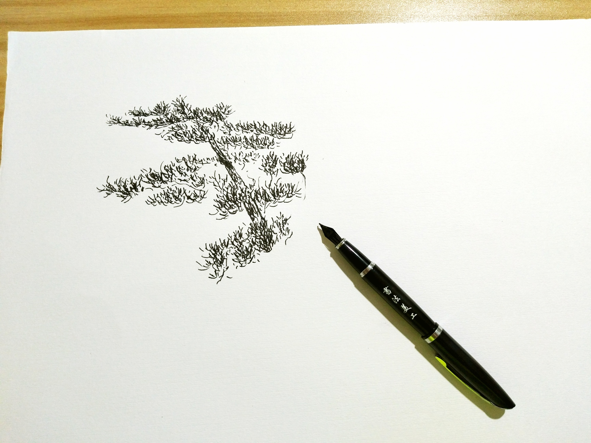 钢笔画松树的画法图片图片