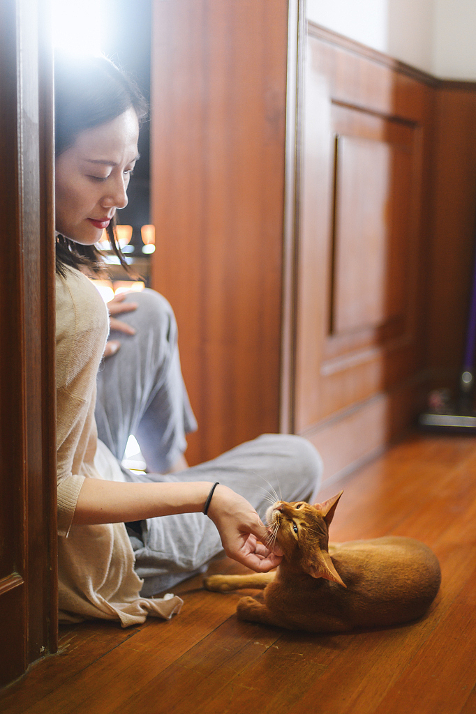 【均木纪实宠物摄影】 独特的喵星人--阿比西尼亚猫（图ZMTQ2MjU5MTY4） - 宠物摄影 - 站酷设计师均木纪实宠物摄影原创素材 - 站酷ZCOOL