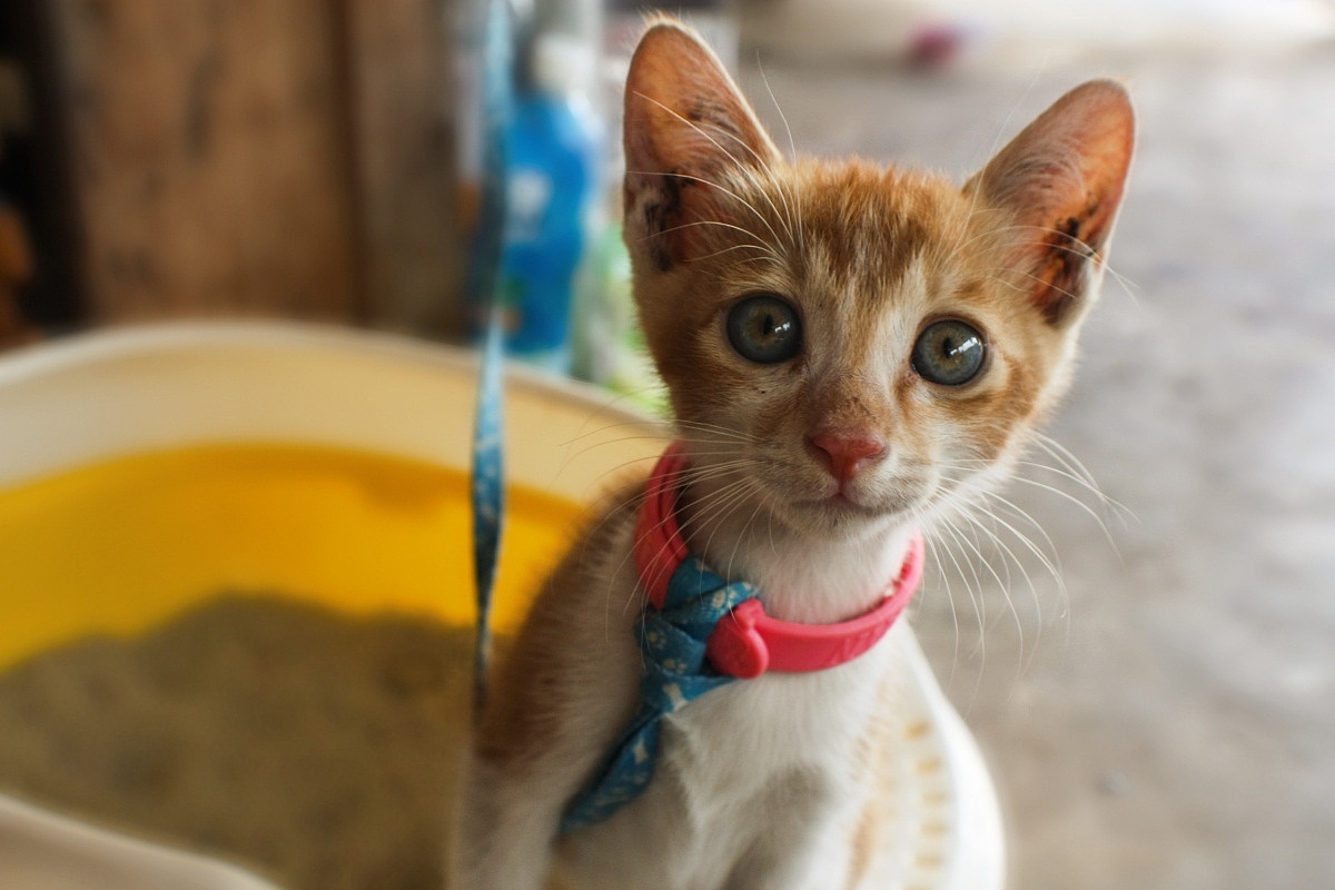 小黄猫（图ZMjQ2OTYzNTY=） - 宠物摄影 - 站酷设计师ljc332原创素材 - 站酷ZCOOL