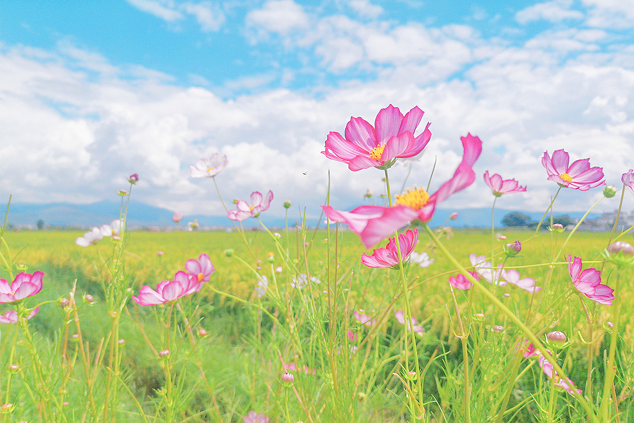 喜洲（图ZMjI0NzgwNjU2） - 人文/纪实摄影 - 站酷设计师银河落九天原创素材 - 站酷ZCOOL