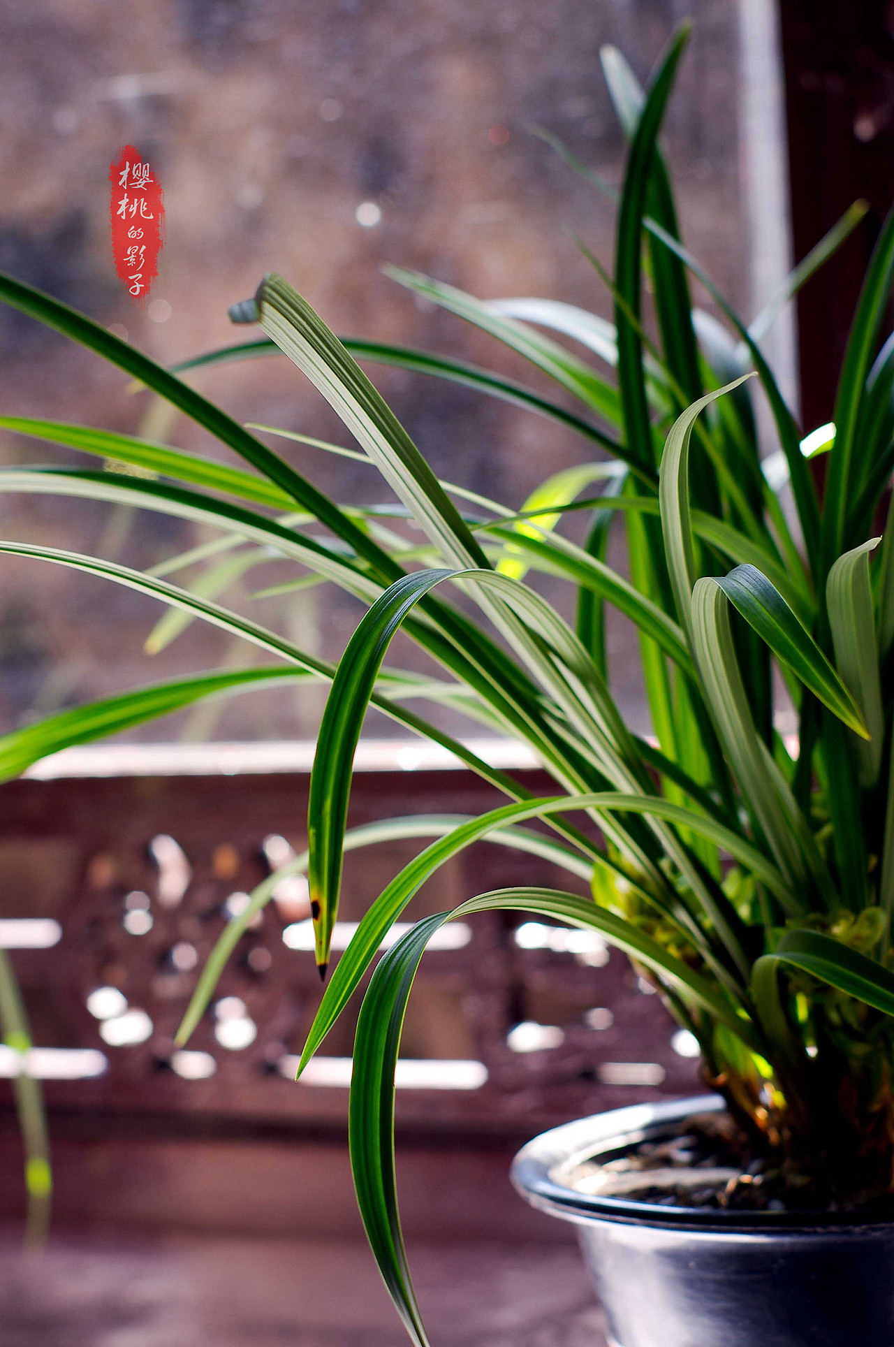 一花一世界 一草一菩提