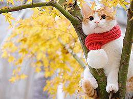 喵星人唱起了欢快的圣诞歌