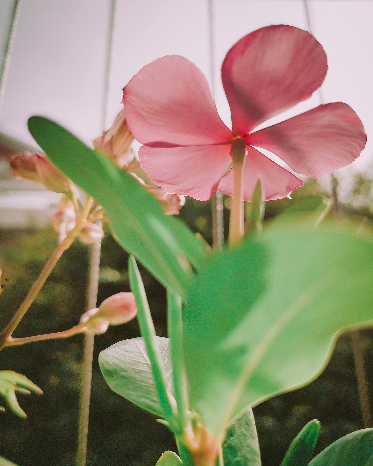 【手机摄影】客串日系老法师