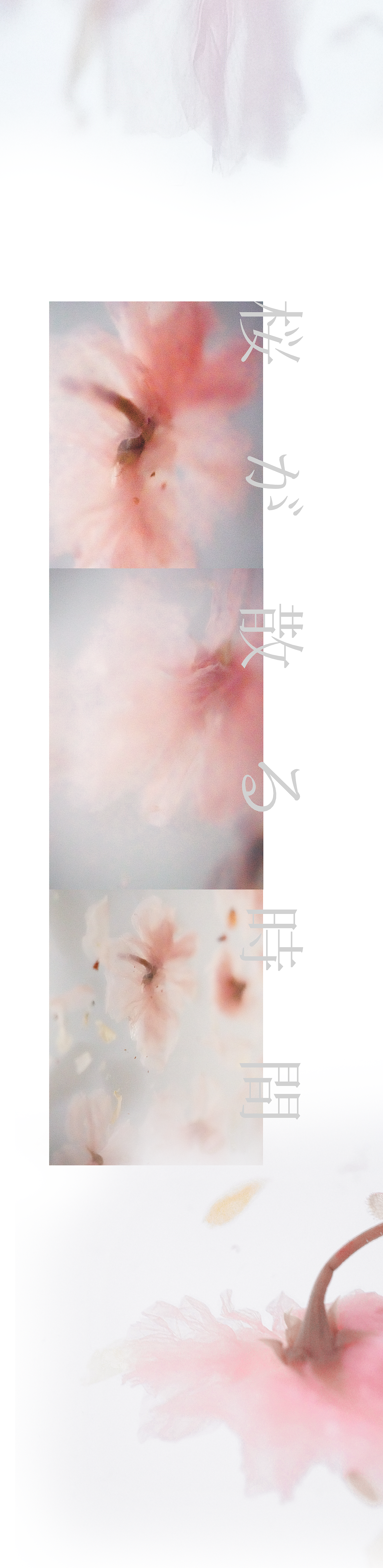 樱花抄（图ZMjk1Mzk3NTcy） - 时尚/艺术摄影 - 站酷设计师MRATINCHEN原创素材 - 站酷ZCOOL