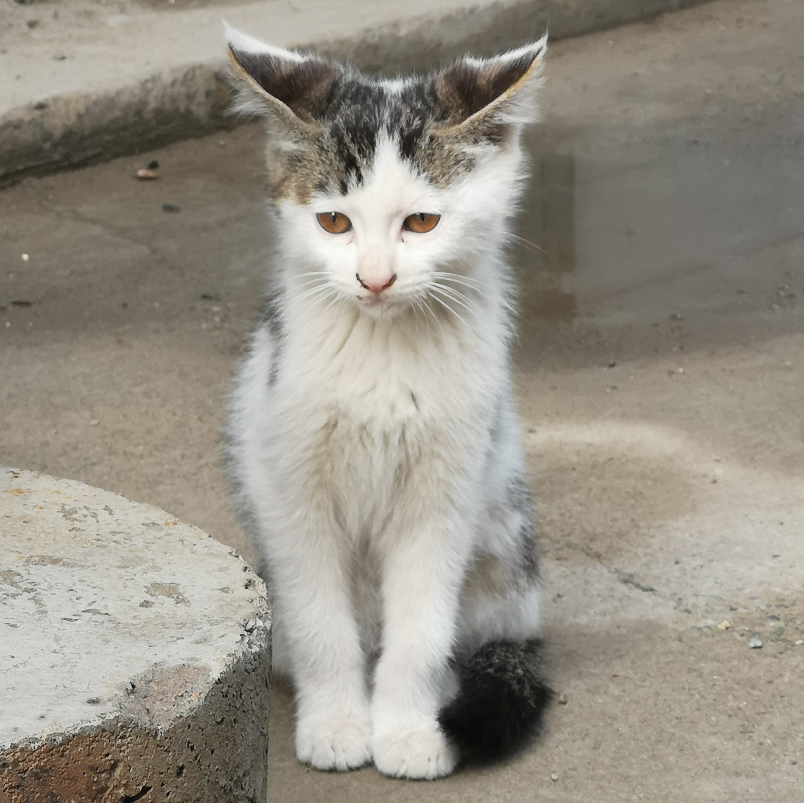 工地上的小猫咪