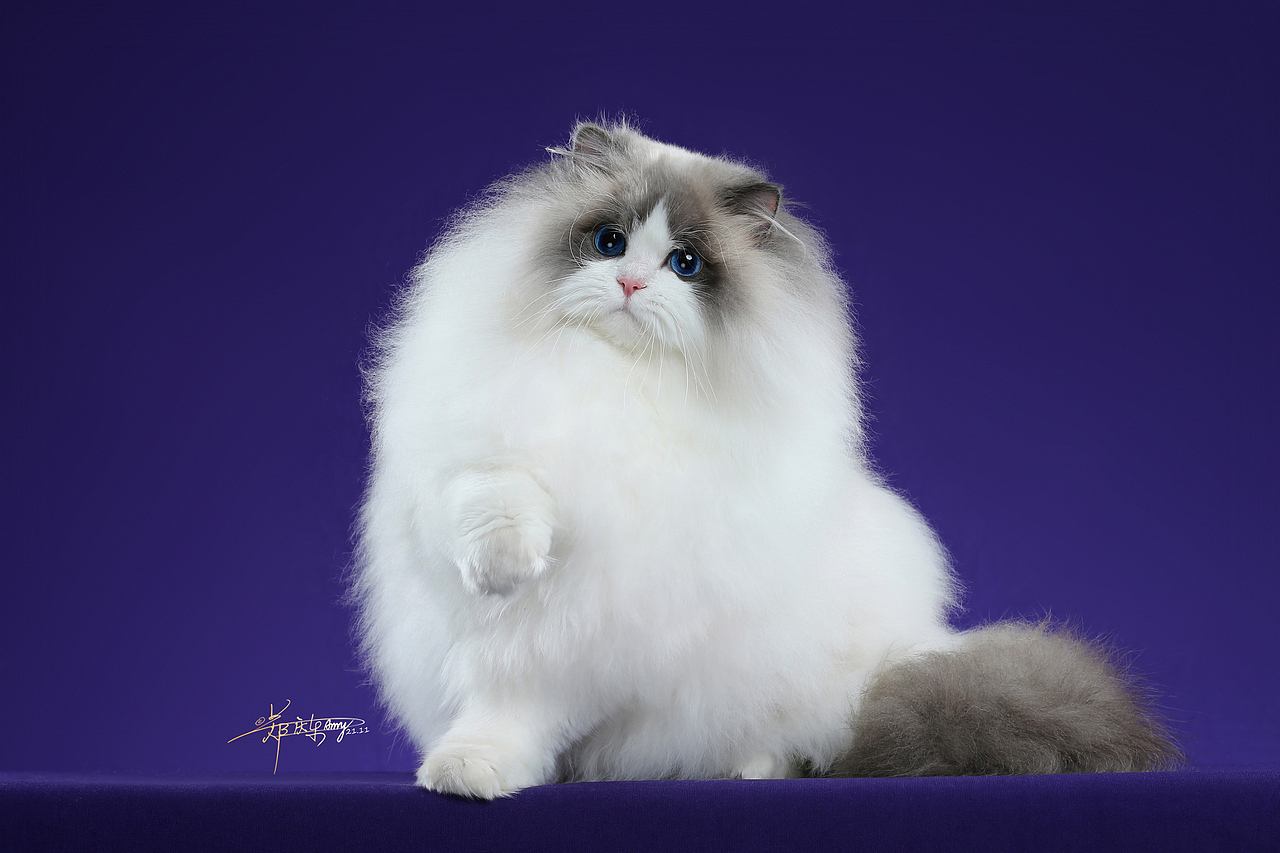 布偶猫-AMYWORKS探须视觉