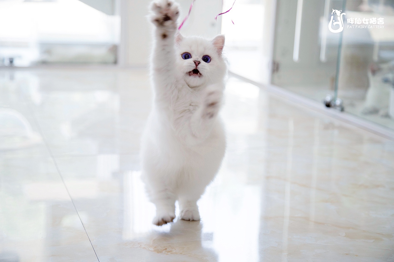 超萌仙女猫 *【panda西原创作品10】（图ZMjIwMzM1MzEy） - 宠物摄影 - 站酷设计师Panda西原创素材 - 站酷ZCOOL