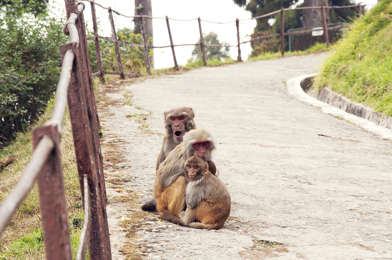 行走印度（图ZMzg1NDg5MDQ=） - 人像摄影 - 站酷设计师MRazlee原创素材 - 站酷ZCOOL