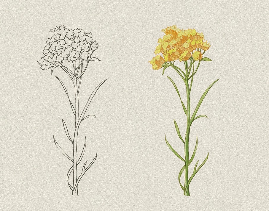 春觅暖妍-插画包装设计