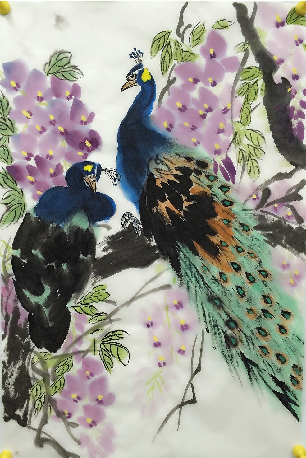 孔雀紫藤上海 |                                              设计