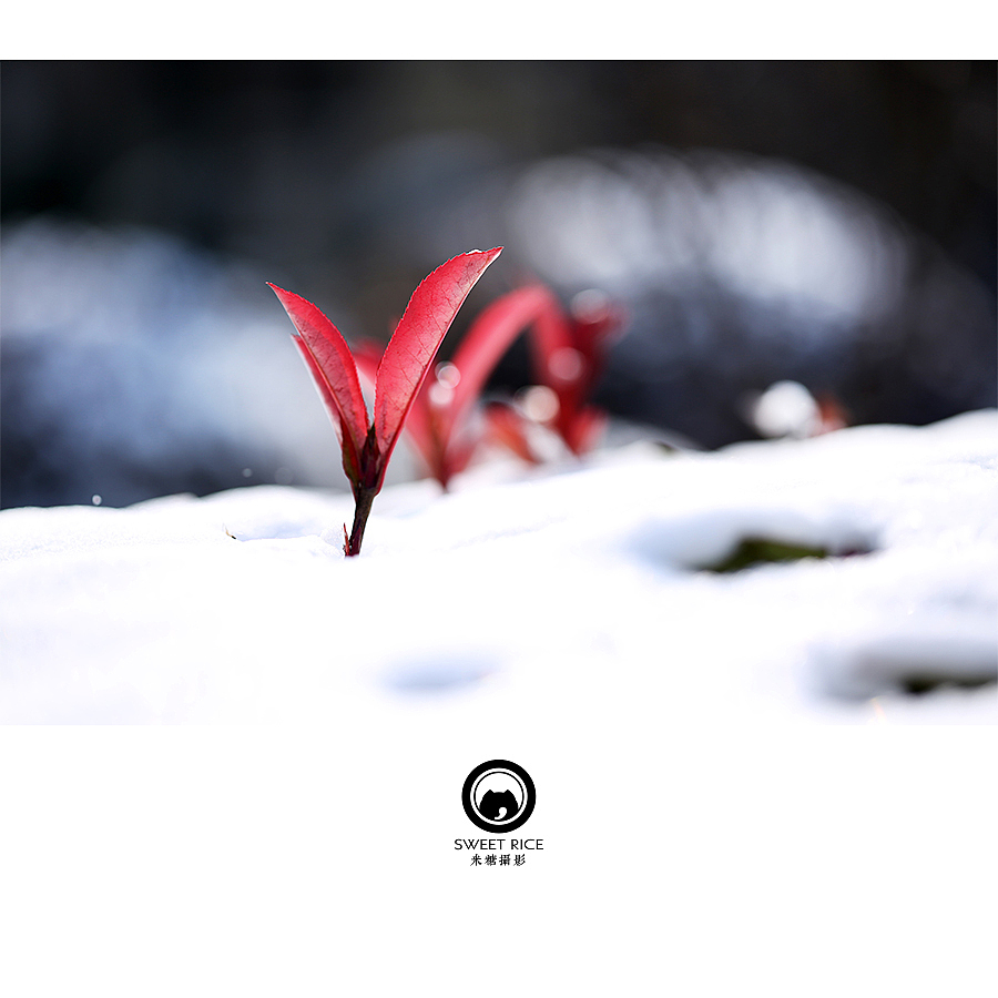 冬日暗香（图ZNDEwODY5MzI=） - 风光摄影 - 站酷设计师挂糖原创素材 - 站酷ZCOOL