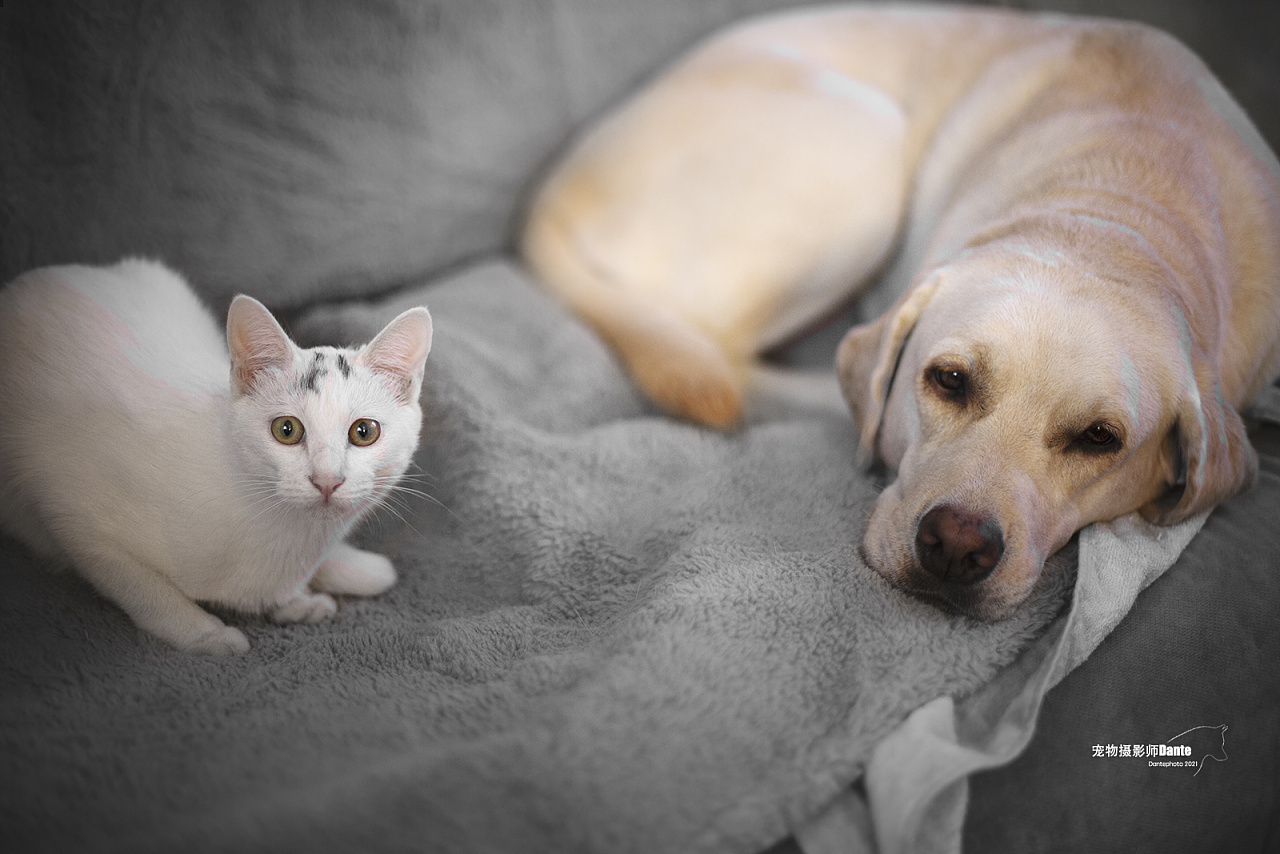 猫狗双全|摄影|宠物摄影|dantephoto - 原创作品 - 站酷 (zcool)