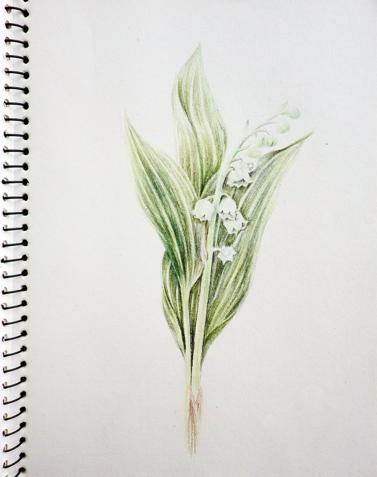 彩色铅笔手绘画花2